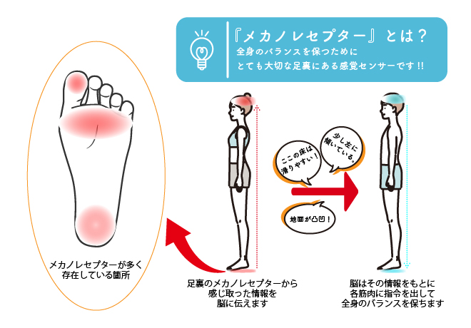 足の裏　メカノレセプター